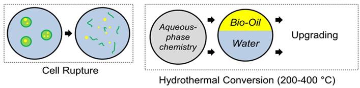 Cell Rupture Schematic